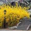 Lynwood Gold Forsythia Live Plant - Yellow Flowering Shrub - 4 inch Pot - Image 1