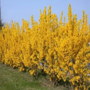 Lynwood Gold Forsythia Live Plant – Yellow Flowering Shrub, 4 inch Pot, Outdoor - Image 10