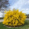 Lynwood Gold Forsythia Live Plant – Yellow Flowering Shrub, 4 inch Pot, Outdoor - Image 1
