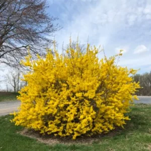 Lynwood Gold Forsythia Live Plant – Yellow Flowering Shrub, 4 inch Pot, Outdoor - Image 1