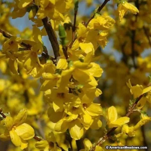 Lynwood Gold Forsythia Live Plant - Yellow Flowering Shrub - 4 inch Pot - Image 2