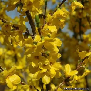 Lynwood Gold Forsythia Live Plant – Yellow Flowering Shrub – 2.5 inch Pot – Outdoor - Image 2