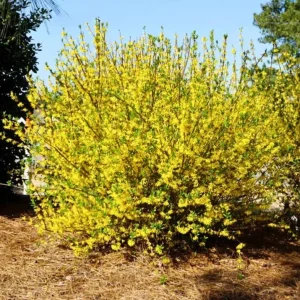 Lynwood Gold Forsythia Live Plant – Yellow Flowering Shrub, 4 inch Pot, Outdoor - Image 2