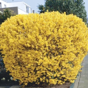 Lynwood Gold Forsythia Live Plant – Yellow Flowering Shrub – 4in Pot - Image 3