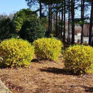 Lynwood Gold Forsythia Live Plant – Yellow Flowering Shrub, 4 inch Pot, Outdoor - Image 3
