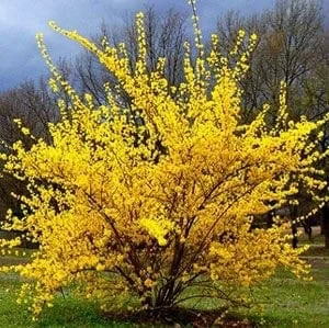 Lynwood Gold Forsythia Live Plant – Yellow Flowering Shrub – 2.5 inch Pot – Outdoor - Image 3