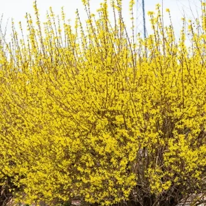 Lynwood Gold Forsythia Live Plant – Yellow Flowering Shrub – 4in Pot - Image 4