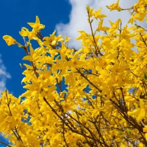 Lynwood Gold Forsythia Live Plant – Yellow Flowering Shrub – 4in Pot - Image 5