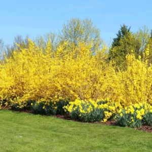 Lynwood Gold Forsythia Live Plant – Yellow Flowering Shrub, 4 inch Pot, Outdoor - Image 5