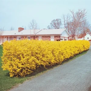 Lynwood Gold Forsythia Live Plant – Yellow Flowering Shrub – 4in Pot - Image 6