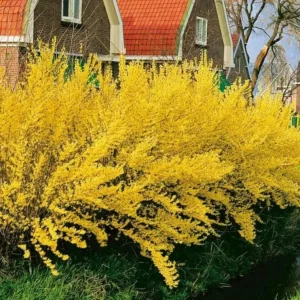 Lynwood Gold Forsythia Live Plant – Yellow Flowering Shrub, 4 inch Pot, Outdoor - Image 9