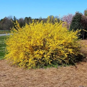 Lynwood Gold Forsythia Live Plant – Yellow Flowering Shrub – 4in Pot - Image 1