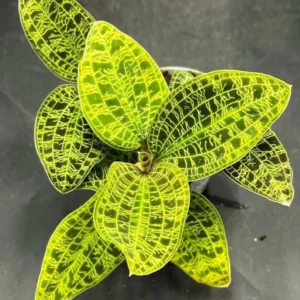 Macodes Petola Jewel Orchid Live Plant - Starter Size - Potted Houseplant - Image 1