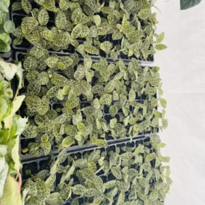 Macodes Petola Jewel Orchid Starter Live Plant - Indoor Houseplant - Image 3