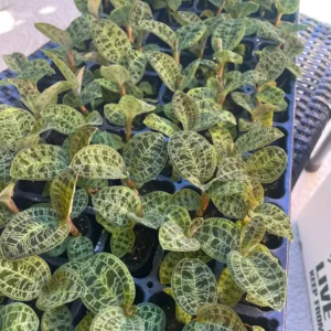 Macodes Petola Jewel Orchid Starter Live Plant - Indoor Houseplant - Image 4