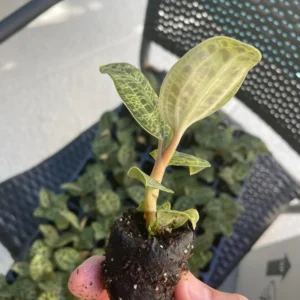 Macodes Petola Jewel Orchid Starter Live Plant - Indoor Houseplant - Image 5