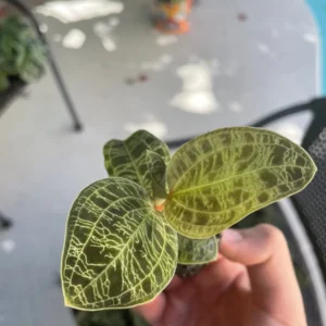 Macodes Petola Jewel Orchid Starter Live Plant - Indoor Houseplant - Image 6