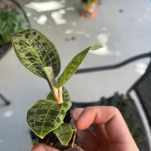 Macodes Petola Jewel Orchid Starter Live Plant - Indoor Houseplant - Image 7