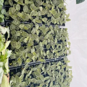 Macodes Petola Jewel Orchid Starter Live Plant - Indoor Houseplant - Image 8