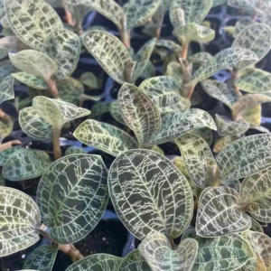 Macodes Petola Jewel Orchid Starter Live Plant - Indoor Houseplant - Image 9