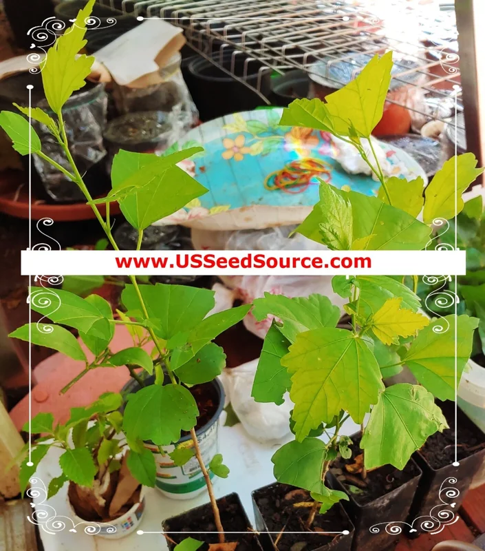 Madagascar Hibiscus Moscheutos Live Plant Starter - Rose Mallow - Outdoor Flowering - Image 3