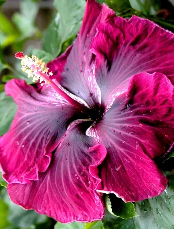 Madagascar Hibiscus Moscheutos Live Plant Starter - Rose Mallow - Outdoor Flowering - Image 1