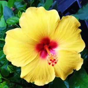 Madagascar Hibiscus Moscheutos Live Plant - Starter Mallow Malvaceae - Indoor/Outdoor - Image 1