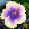 Madagascar Hibiscus Moscheutos Mallow Live Plant Starter - Indoor & Outdoor - Image 1