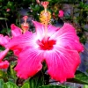 Madagascar Hibiscus Moscheutos Mallow Live Plant Starter - Indoor/Outdoor - Image 1