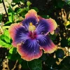 Madagascar Hibiscus Moscheutos Mallow Live Starter Plant - Indoor & Outdoor - Image 1