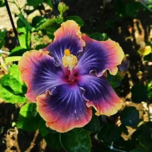 Madagascar Hibiscus Moscheutos Mallow Live Starter Plant - Indoor & Outdoor - Image 1