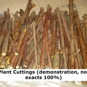 Madagascar Hibiscus Moscheutos Mallow Starter Cuttings - 7 Pack - Image 2