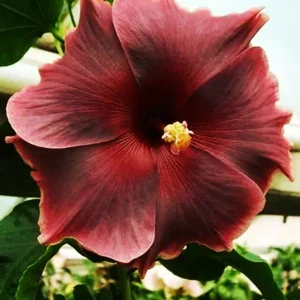 Madagascar Hibiscus Moscheutos Mallow Starter Live Plant - Perennial - Image 1