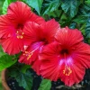 Madagascar Hibiscus Moscheutos Mallow Starter Live Plant - Hardy Rose Mallow - Image 1