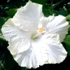 Madagascar Hibiscus Moscheutos Mallow Starter Live Plant - Perennial - Image 1