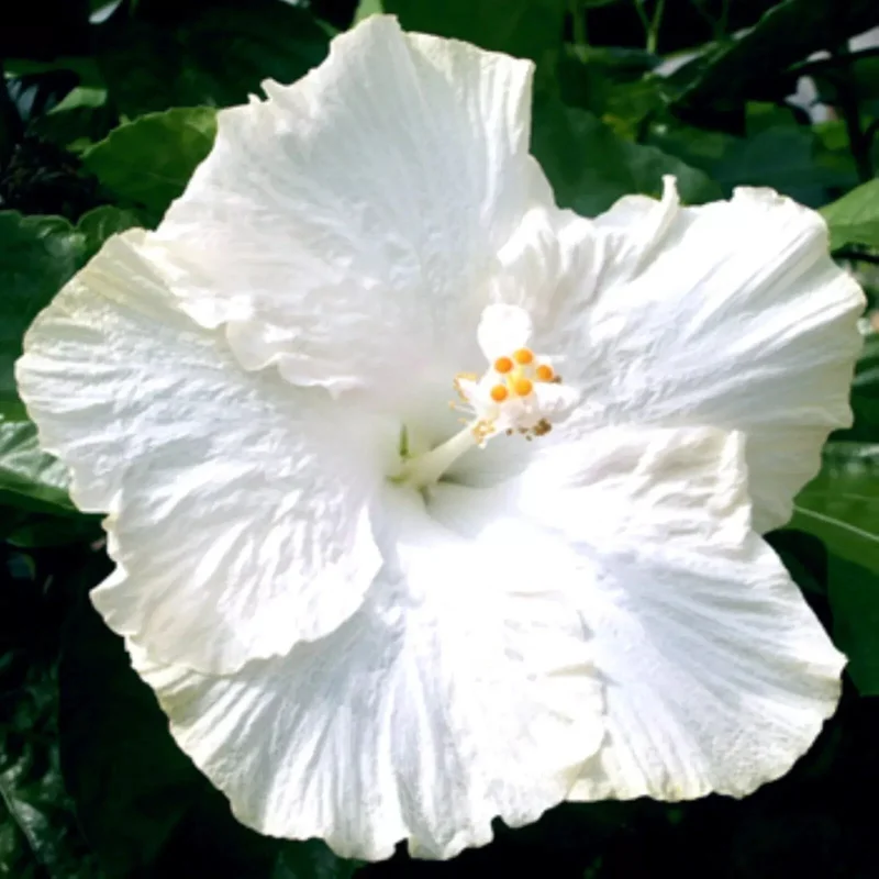 Madagascar Hibiscus Moscheutos Mallow Starter Live Plant - Perennial - Image 1