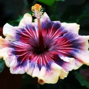 Madagascar Hibiscus Moscheutos Mallow Starter Live Plant - Perennial Rose of Sharon - Image 1