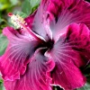 Madagascar Hibiscus Moscheutos Mallow Starter Plant – 7 Cuttings – Indoor/Outdoor - Image 1
