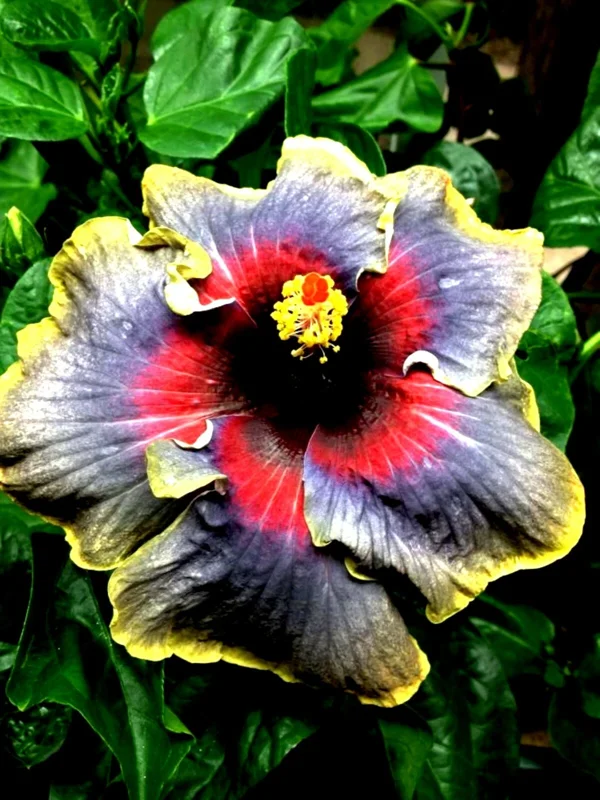 Madagascar Hibiscus Moscheutos Rose of Sharon Starter Seeds - Pink Flowers - Image 1