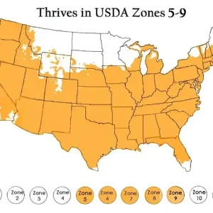 Madagascar Hibiscus Moscheutos Rose of Sharon Starter Seeds - Pink Flowers - Image 2