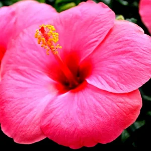 Madagascar Hibiscus Moscheutos Rose of Sharon Starter Seeds - Pink Flowers - Image 1