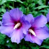 Madagascar Hibiscus Moscheutos Rose of Sharon Starter Seeds - Perennial - Image 1