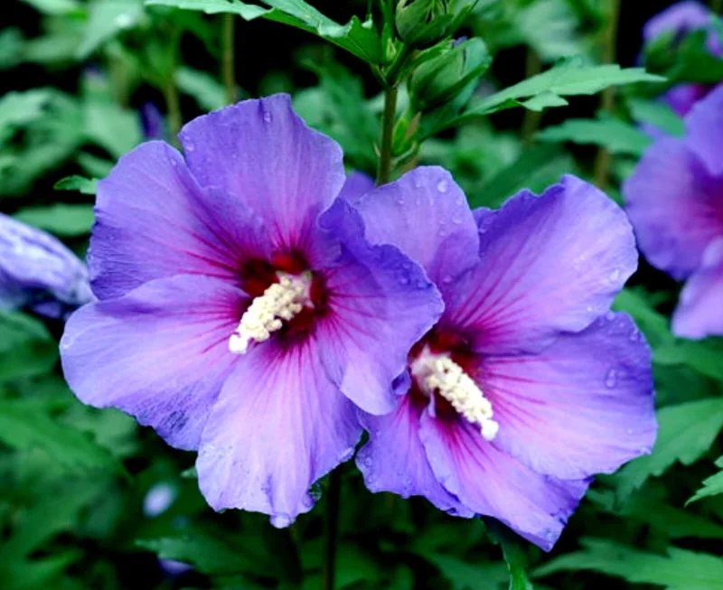 Madagascar Hibiscus Moscheutos Rose of Sharon Starter Seeds - Perennial - Image 1