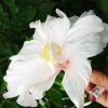 Madagascar Hibiscus Moscheutos Rose of Sharon Starter Seeds - Hardy Perennial - Image 1