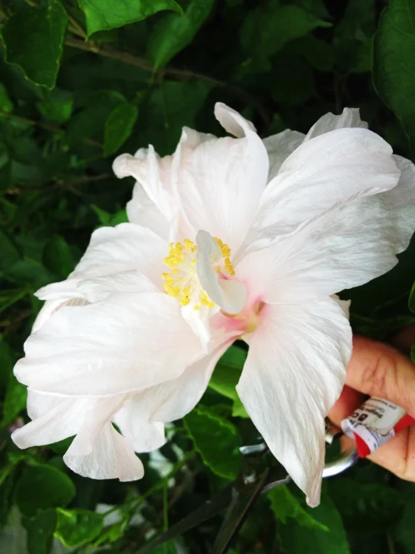 Madagascar Hibiscus Moscheutos Rose of Sharon Starter Seeds - Hardy Perennial - Image 1
