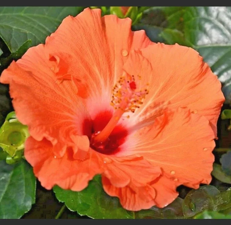 Madagascar Hibiscus Moscheutos Seeds - 10 Pack Rose of Sharon Pink Flowers - Image 1