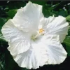 Madagascar Hibiscus Moscheutos Seeds - 10 Pack Rose of Sharon Flower - Image 1