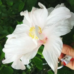 Madagascar Hibiscus Moscheutos Seeds - 10 Rose of Sharon Seed Pack - Image 1