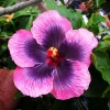Madagascar Hibiscus Moscheutos Seeds - Rose of Sharon Starter Seeds - Perennial - Image 1