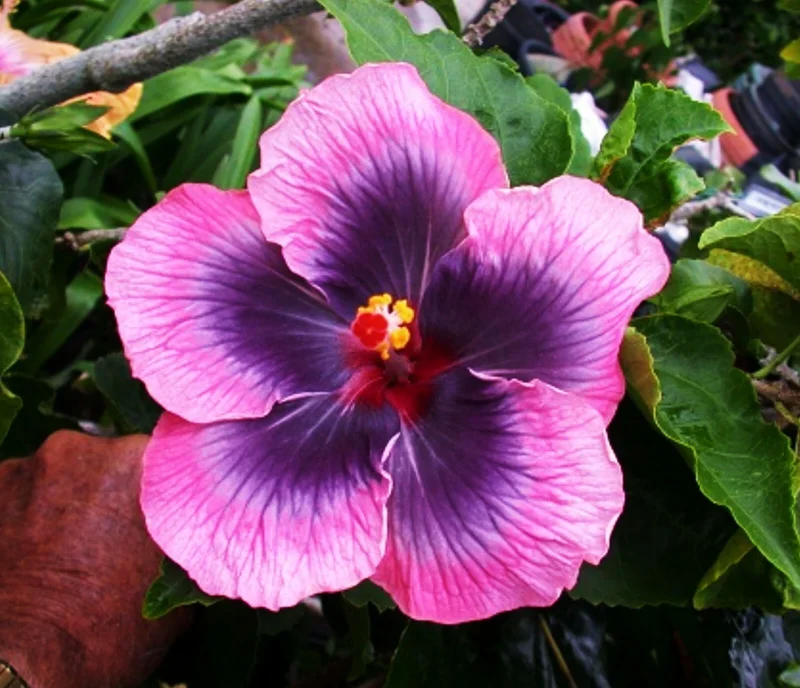 Madagascar Hibiscus Moscheutos Seeds - Rose of Sharon Starter Seeds - Perennial - Image 1